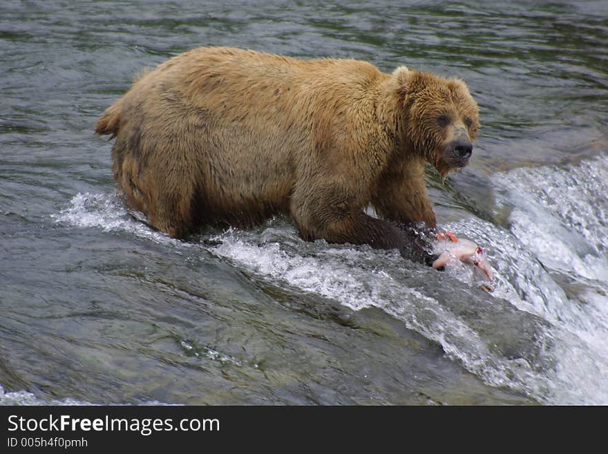 Brown Bear Fishing