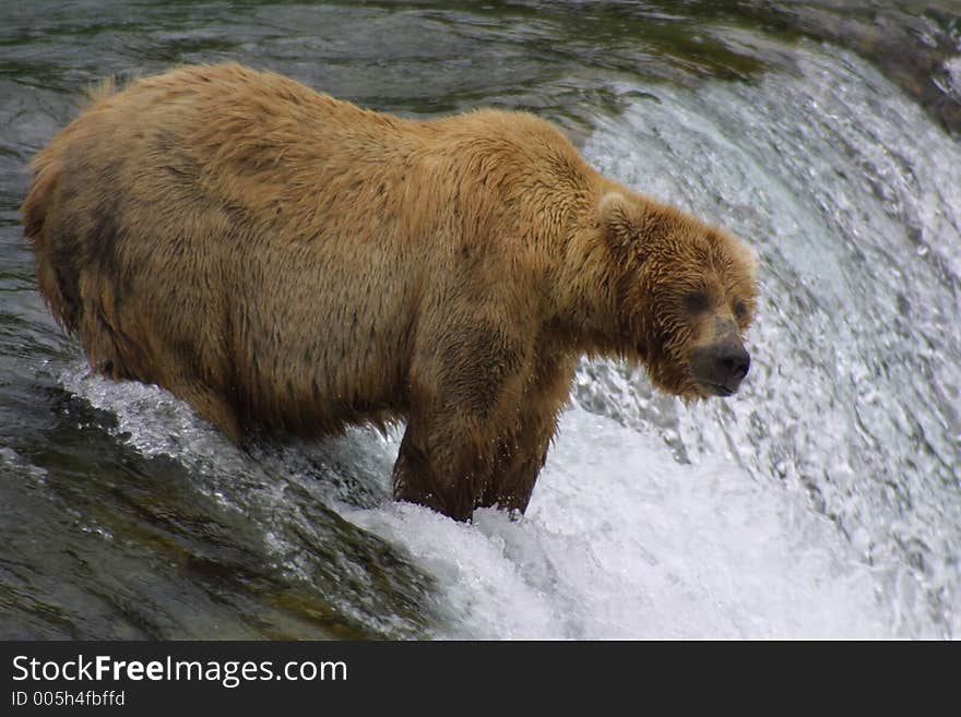 Brown Bear Fishing