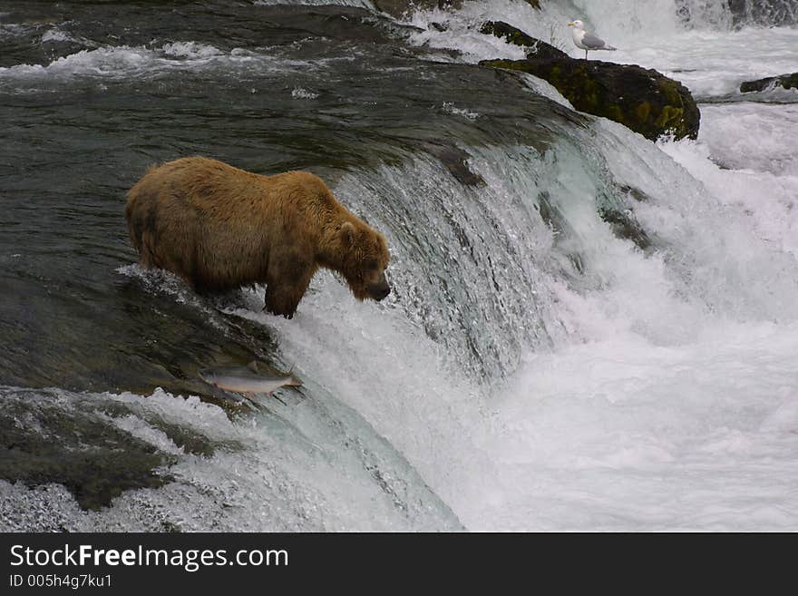 Brown Bear Fishing