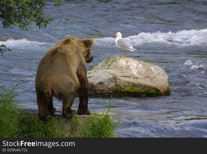 Katmai National Park. Katmai National Park