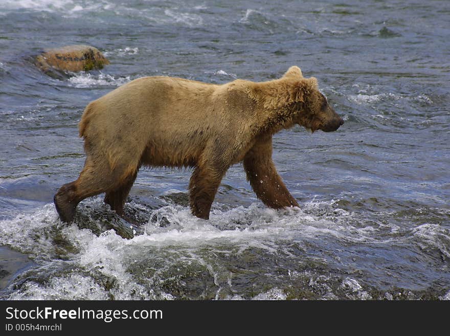 Young Bear Walking