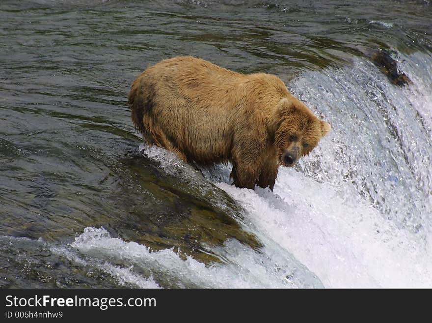 Brown Bear Fishing