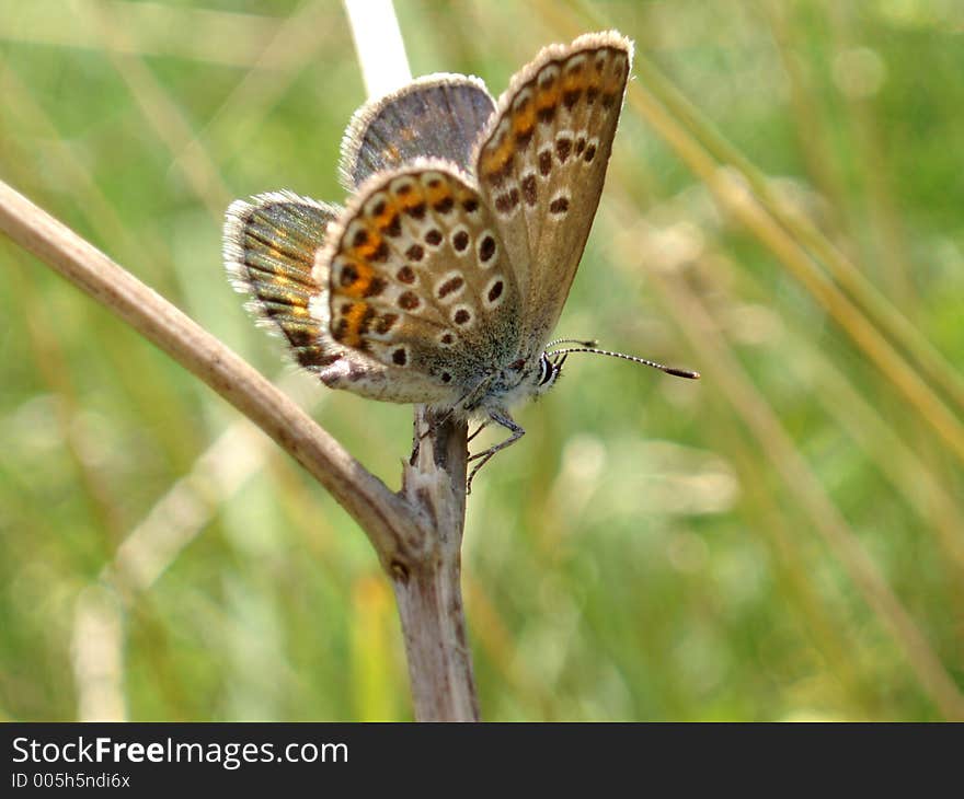 Butterfly in medou