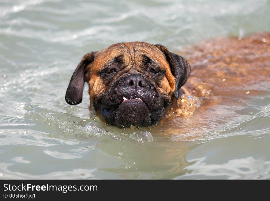 Bullmastiff