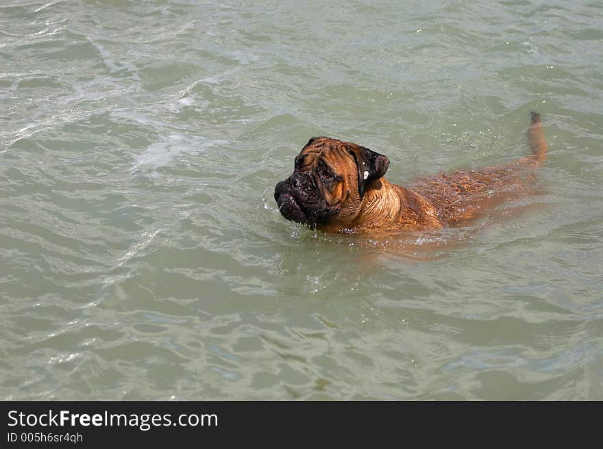 dog in the water. dog in the water