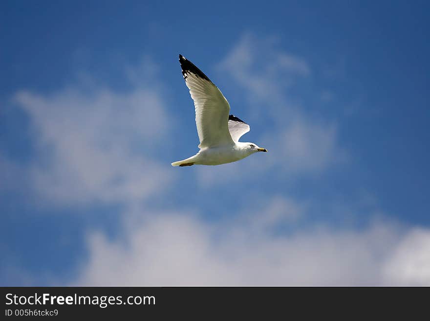 Seagull