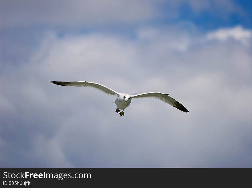 flying seagull