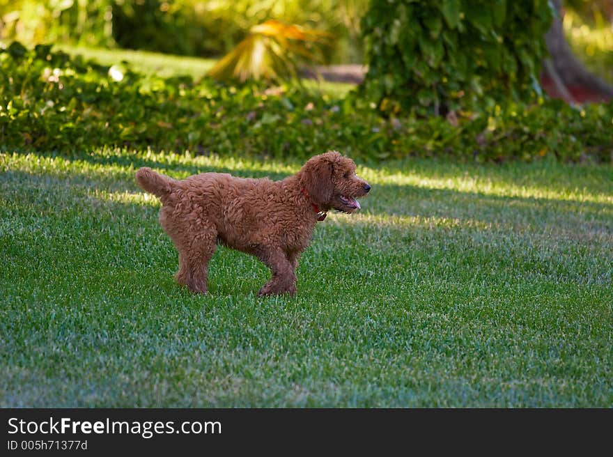 dog playing on the lawn. dog playing on the lawn