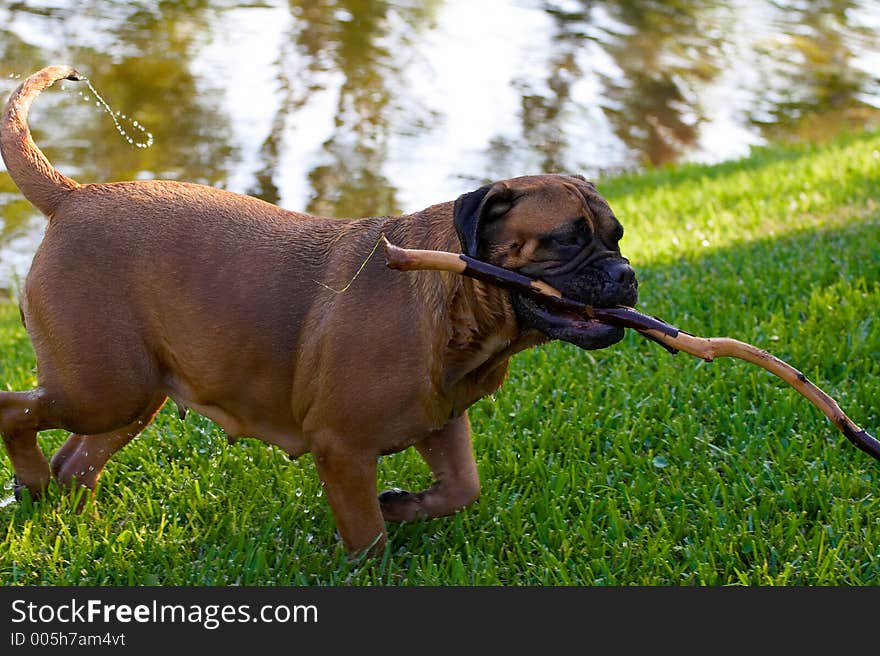 retrieving wood canes from water. retrieving wood canes from water