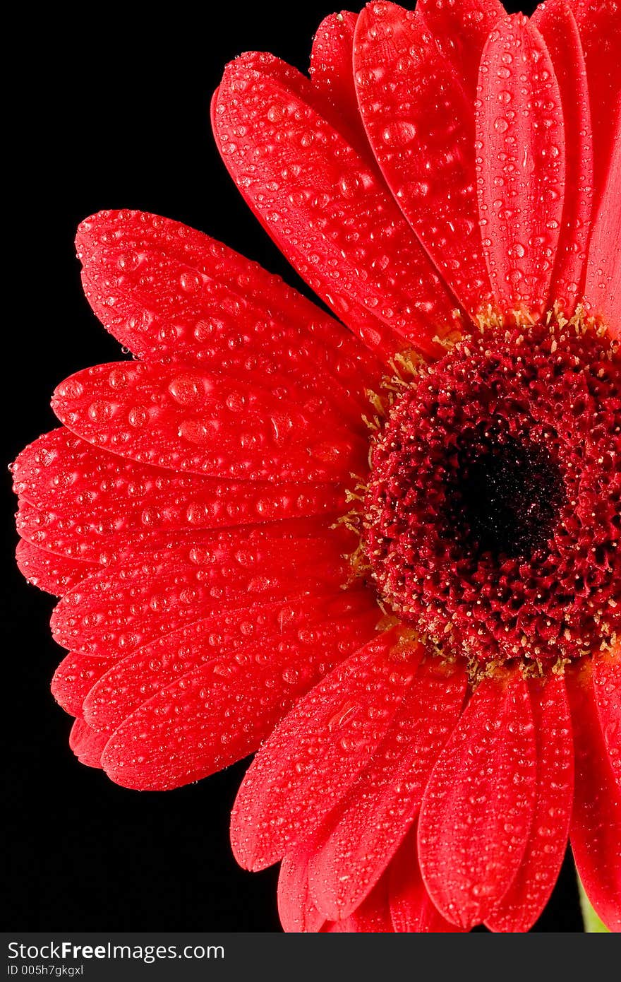 A misted gerbera daisy. A misted gerbera daisy