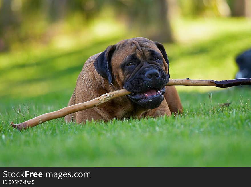 Bullmastiff