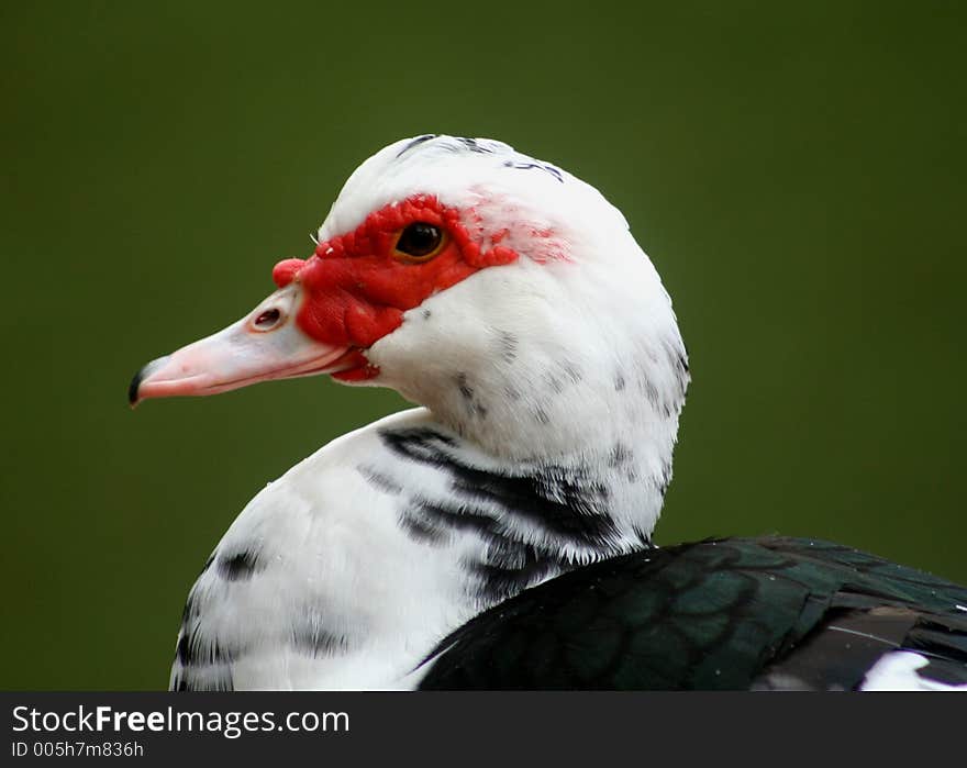 Muscovy Duck