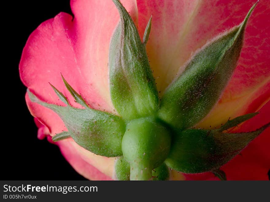 The back of a rose. The back of a rose