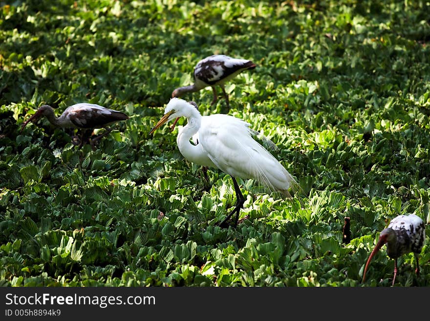 Egret