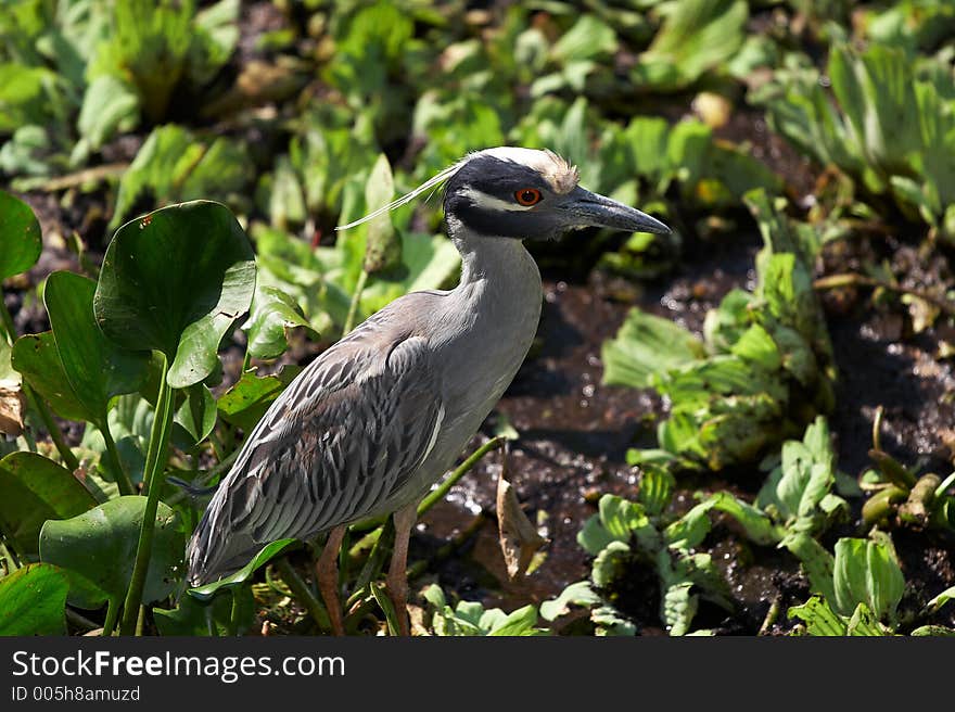 Blue heron