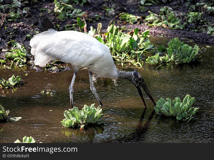 Stork