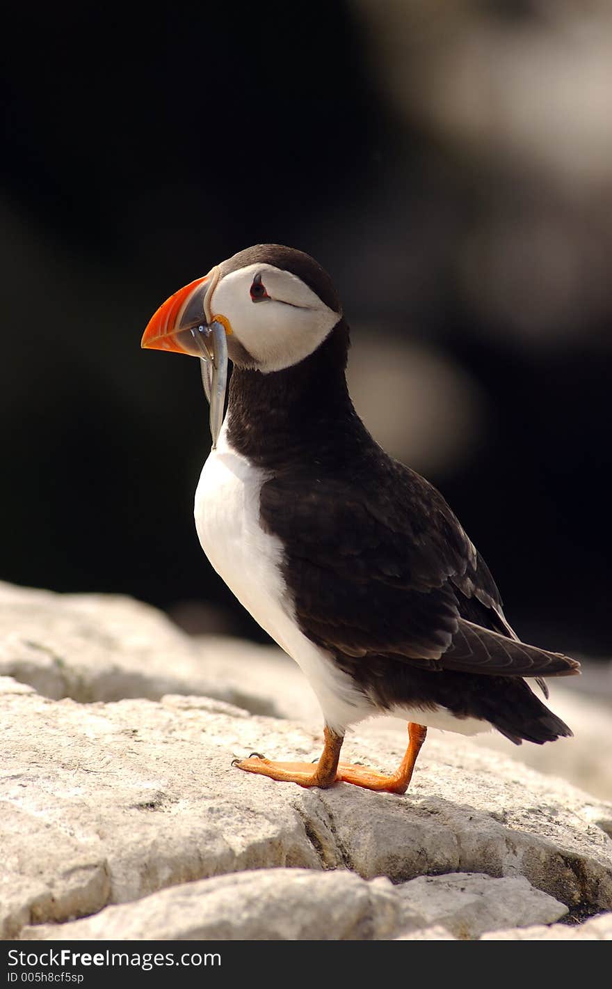 Puffin with Fish