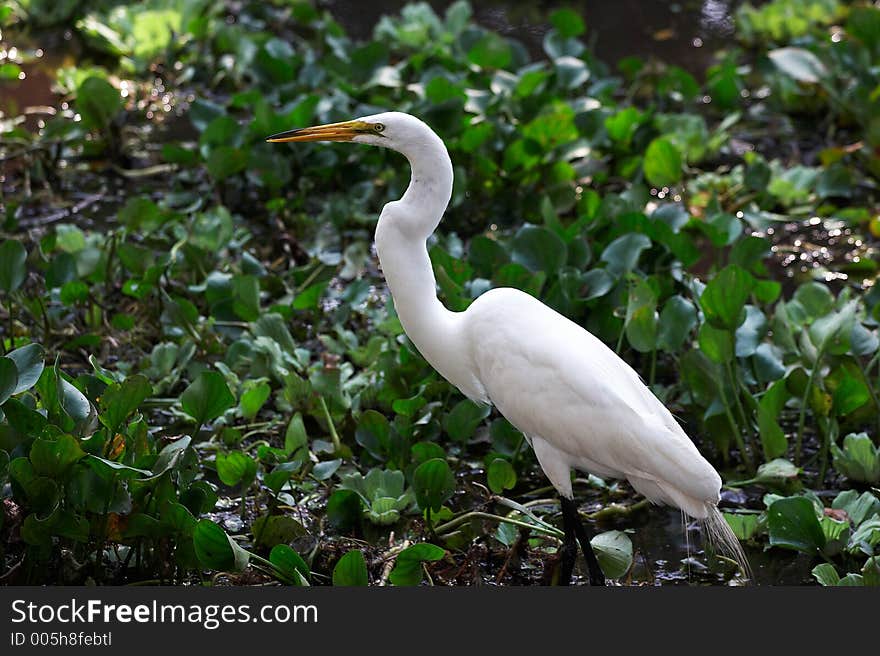 Egret