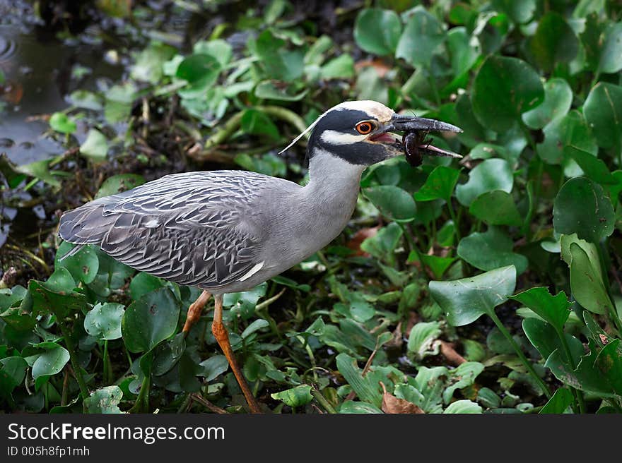 Heron with prey