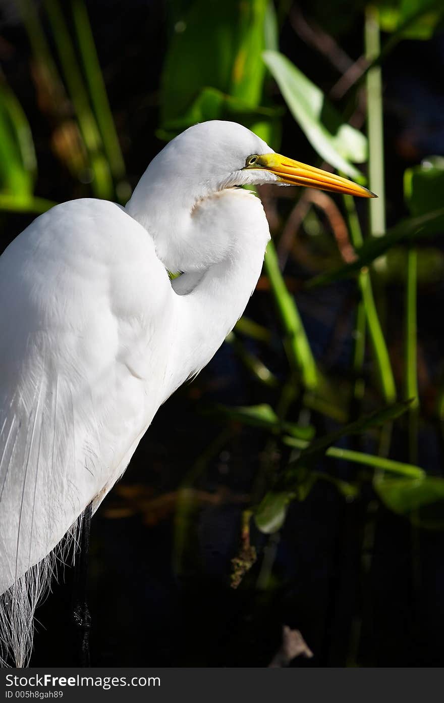 Great white egret