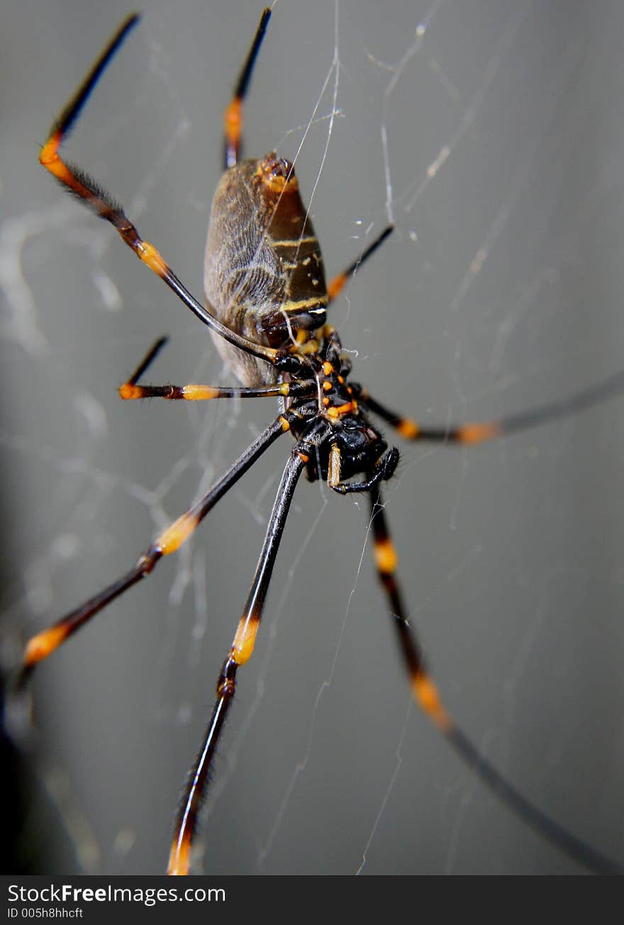 Golden Orb Weaver