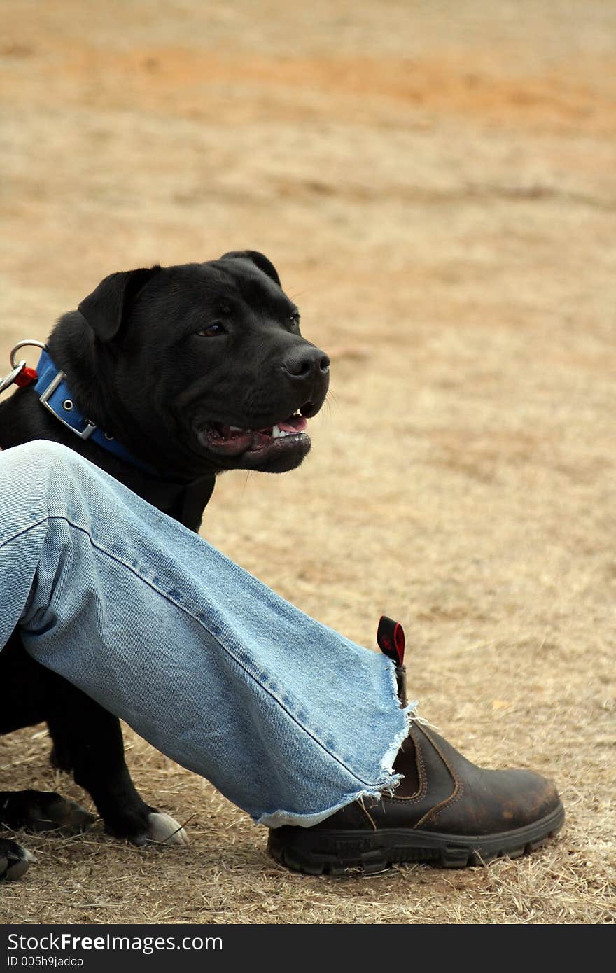 Rottweiler And His Owner