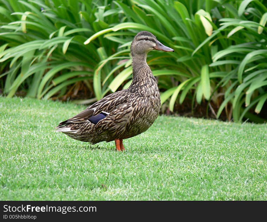 A mother duck looking at her ducklings in a grassy field. A mother duck looking at her ducklings in a grassy field