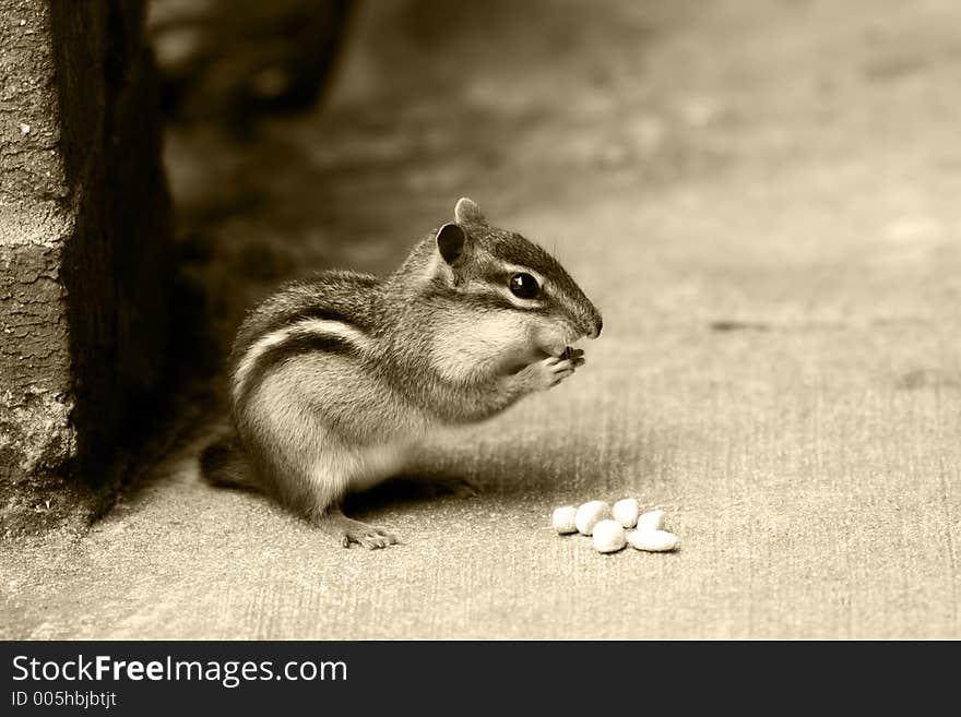 Chipmunk Munching Out!