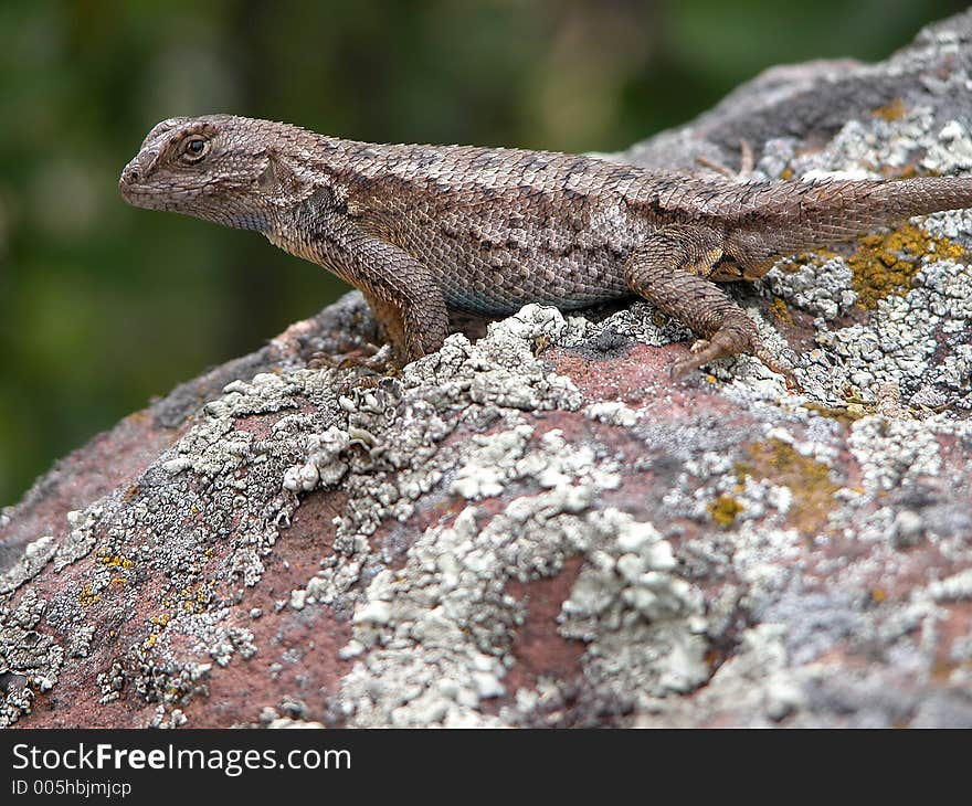 Lizard on rock. Lizard on rock.