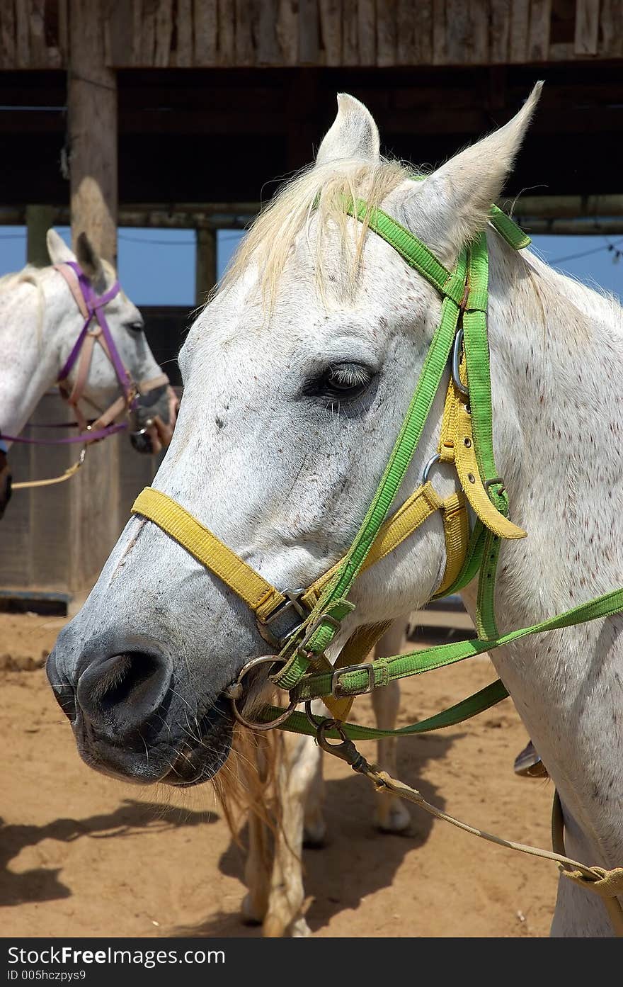 White horse portrait