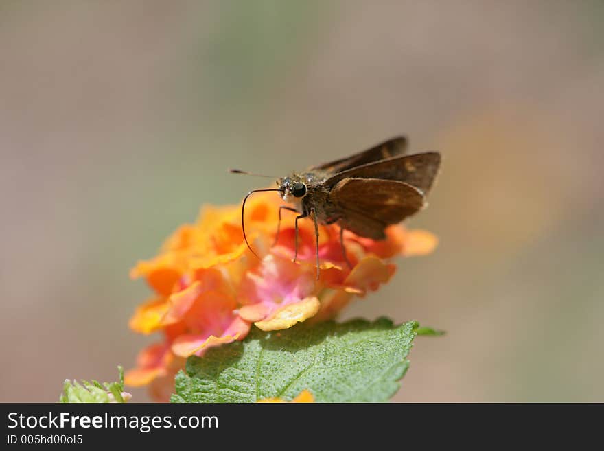 Moth on Lantana 2