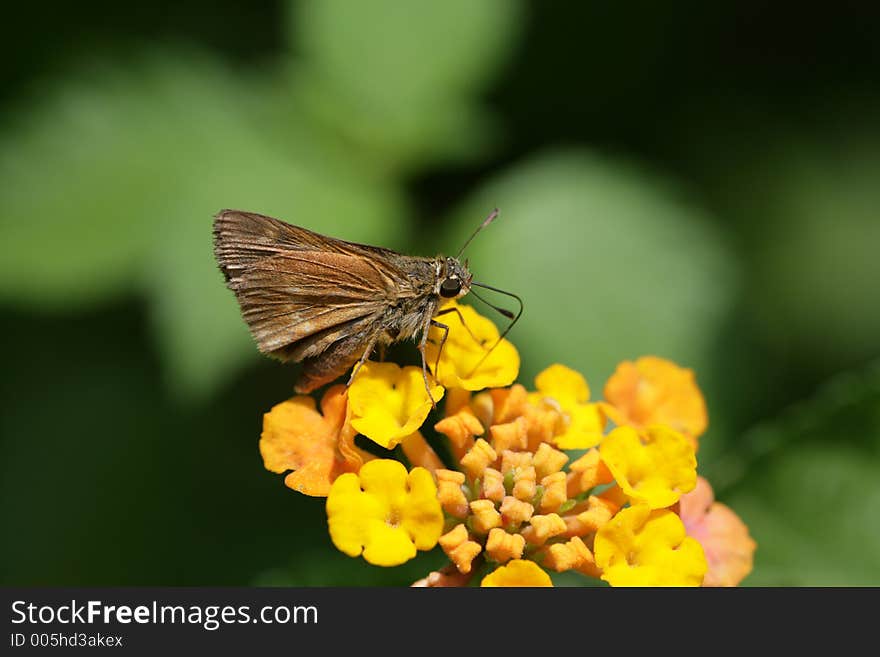 Moth On Lantana 1