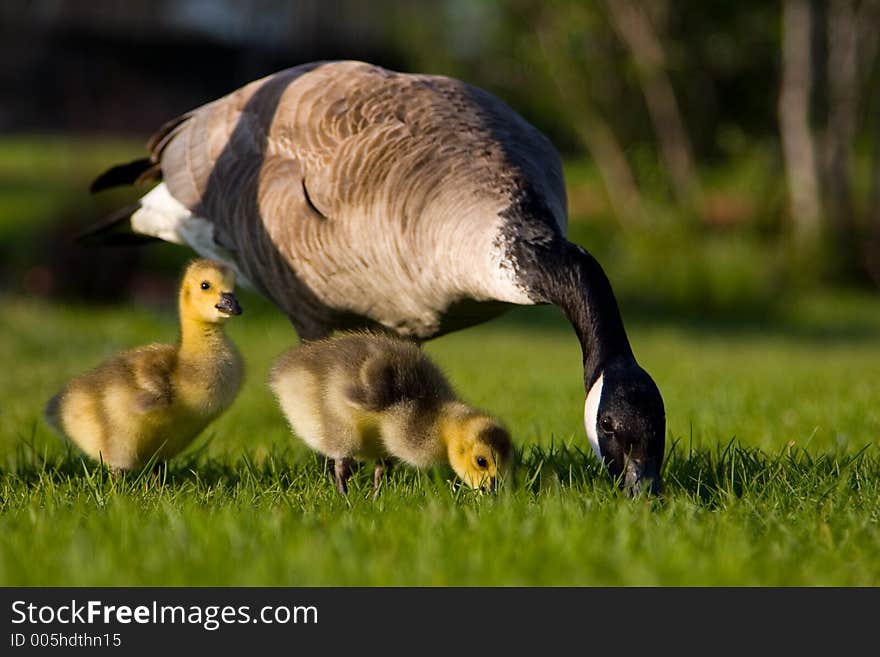 Goose Family