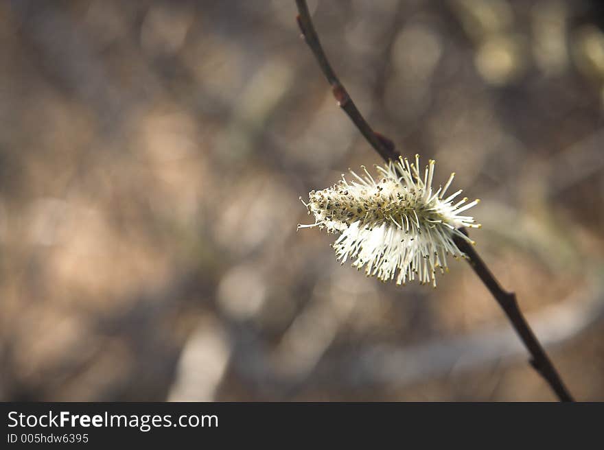 Small budding plant in sunshine. Small budding plant in sunshine.