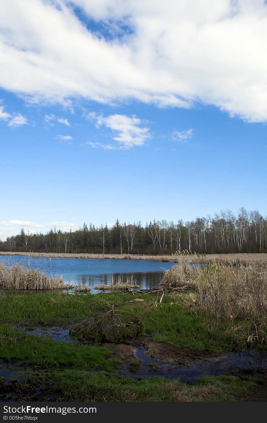 Swamp with blue sky and clouds