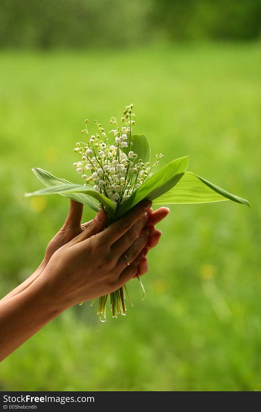 Lilies of the valley