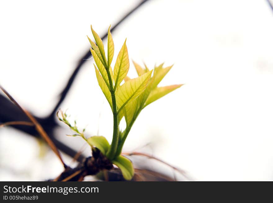 Small green leaves in the sun.