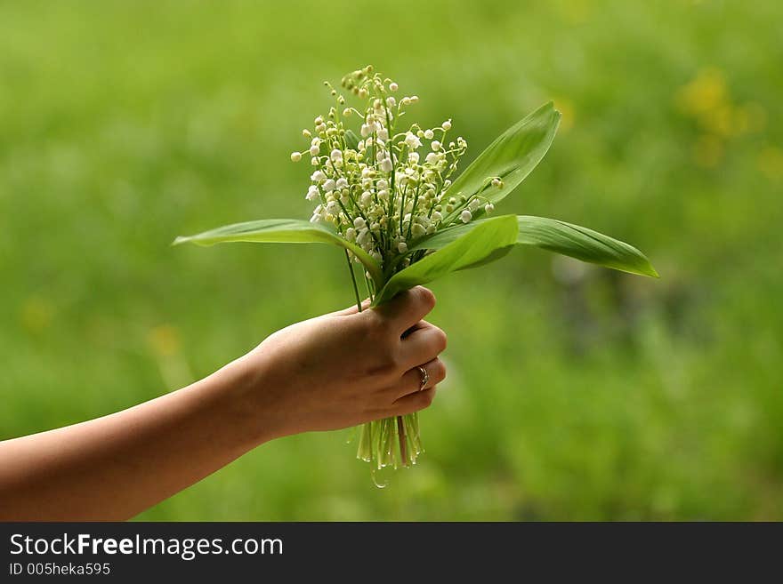 Lilies of the valley