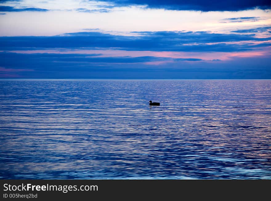 Lone duck at sunset.