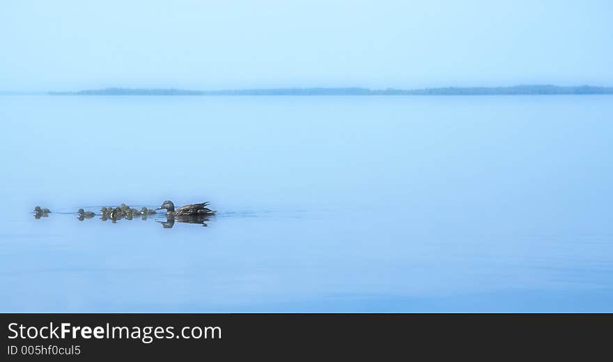 Family of ducks in the morning. Family of ducks in the morning.