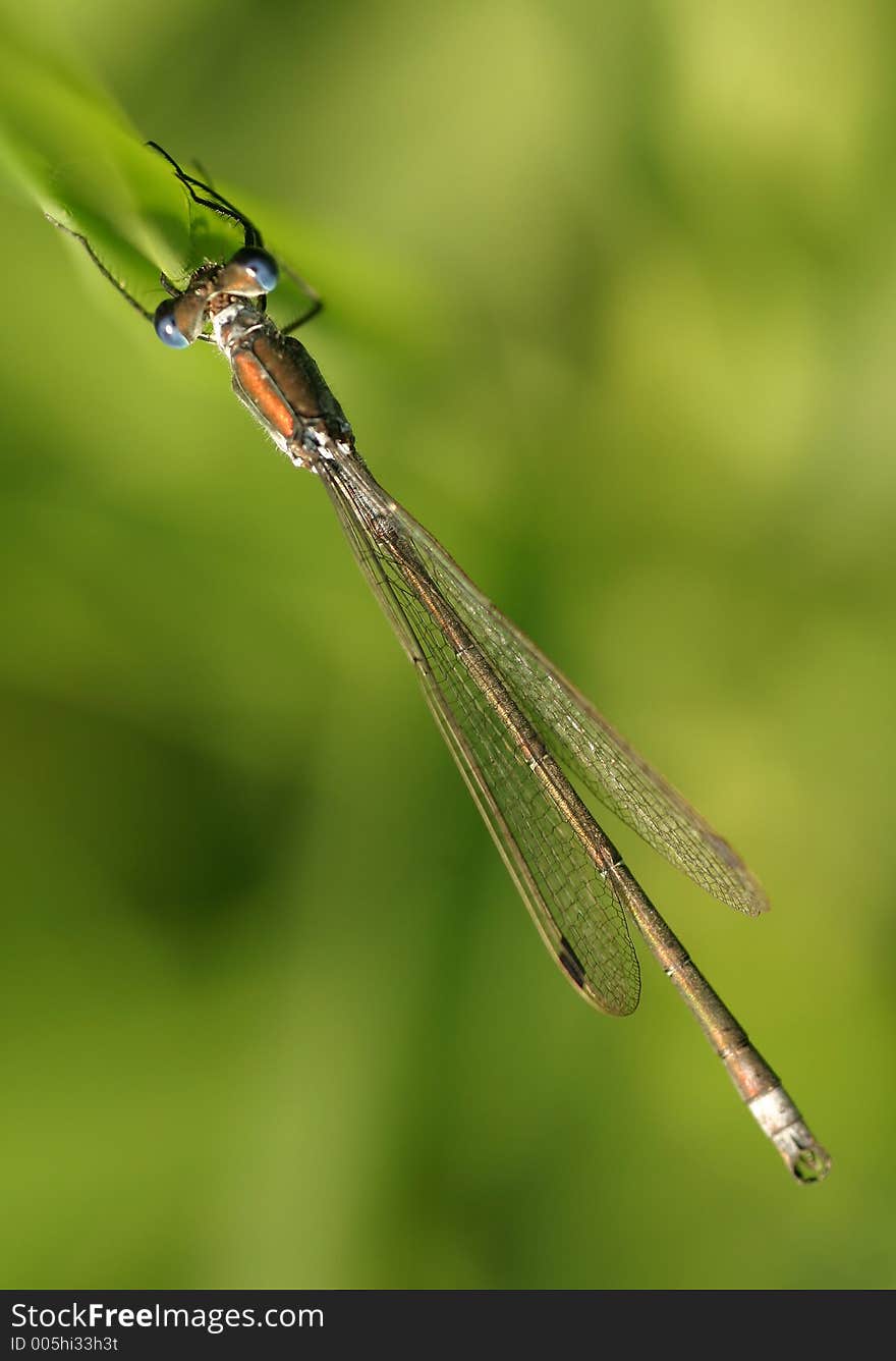 Colourful damselfly