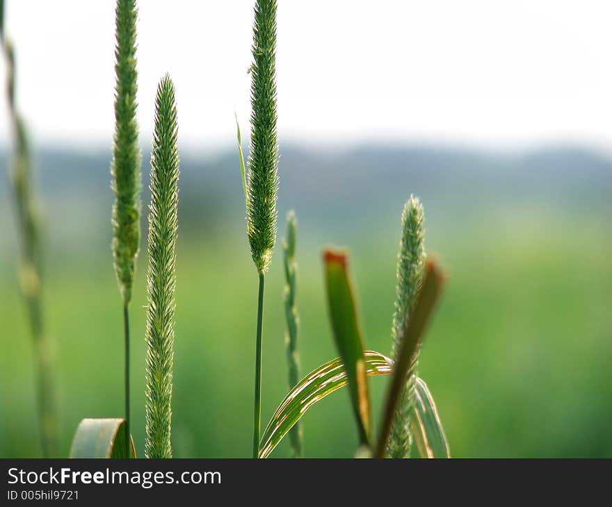 blades of grass