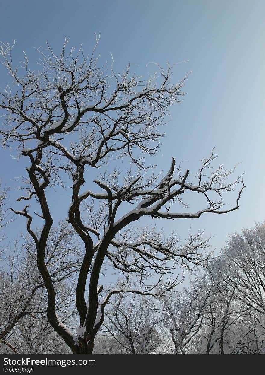 Tree in snow on background of  sky