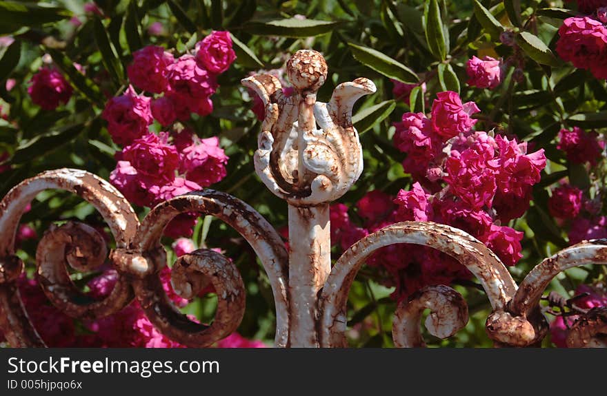 rosebush  behind an old wrought-iron fence. rosebush  behind an old wrought-iron fence