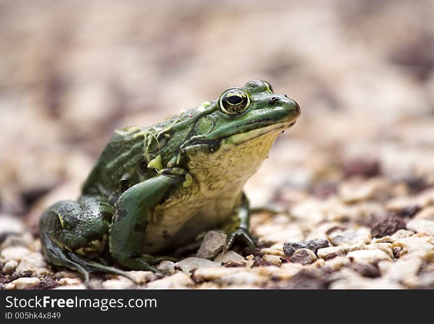 Frog close-up