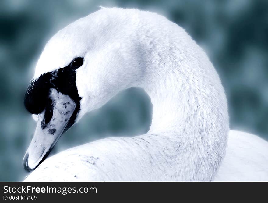 Portrait of a beautiful swan. Portrait of a beautiful swan