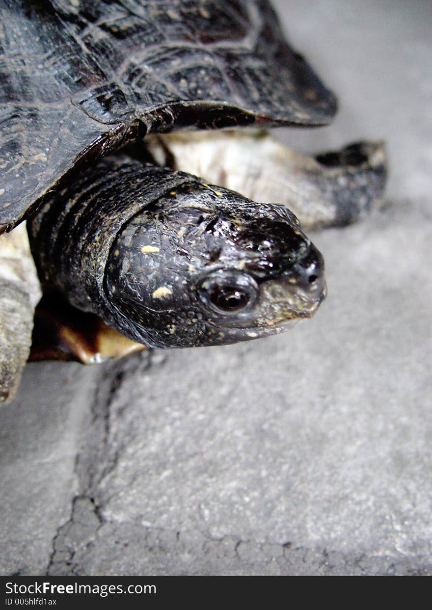 Herbivorous land turtles having clawed elephant-like limbs. Herbivorous land turtles having clawed elephant-like limbs.