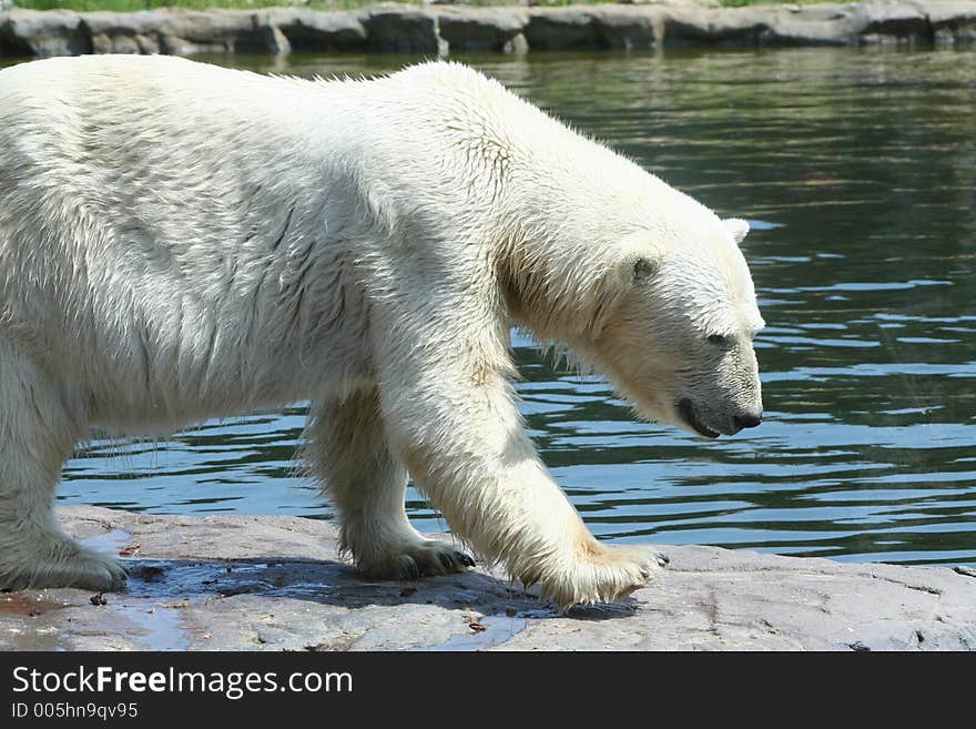 Polar Bear. Polar Bear