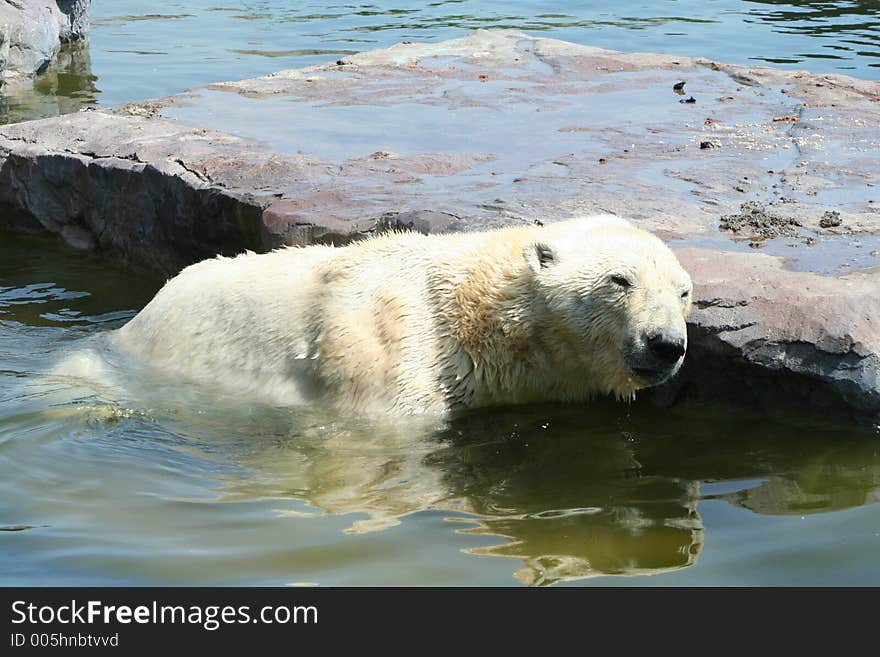 Polar Bear. Polar Bear