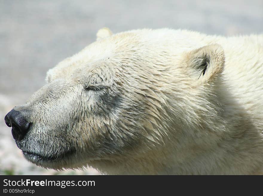 Polar Bear. Polar Bear